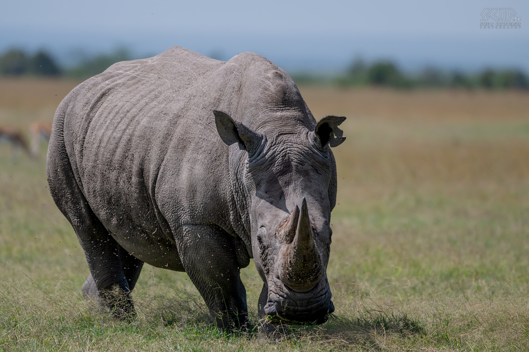 Ol Pejeta - Zuidelijke witte neushoorn Ol Pejeta is het grootste zwarte neushoornreservaat in Oost-Afrika met ook een populatie zuidelijke witte neushoorns en een toevluchtsoord voor de laatste twee noordelijke witte neushoorns die in de wereld zijn achtergebleven. De zuidelijke witte neushoorn komt er het meeste voor.  De mannetjes wegen tussen de 2300-3000 kg en de vrouwtjes hebben  een gewicht van ongeveer 2000 kg. De dieren worden tussen de 3,80 en 4,20 m lang. Hun voorste hoorn kan tot 60cm lang worden en groeit ongeveer 7cm per jaar. Stefan Cruysberghs